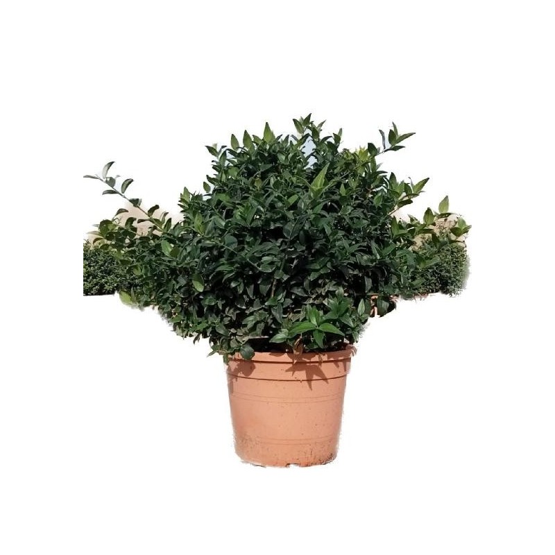 JASMINUM MULTIPARTITUM C-5L