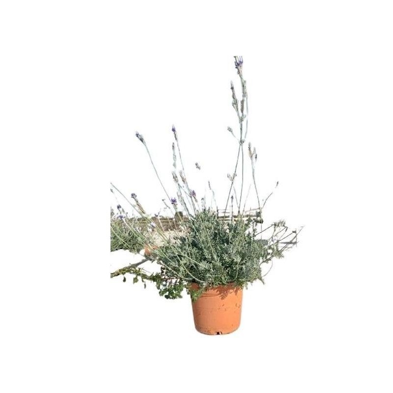 LAVANDULA PINNATA C-5L