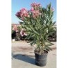 NERIUM OLEANDER ROSA C-30