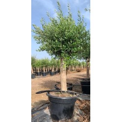 OLEA EUROPAEA COPA C-35L