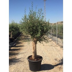 OLEA EUROPAEA COPA C-65L