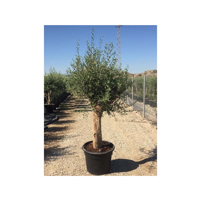 OLEA EUROPAEA COPA C-65L