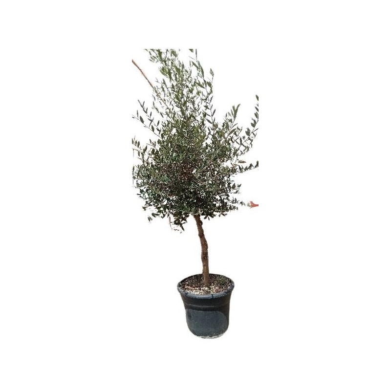 OLEA EUROPAEA COPA C-25L