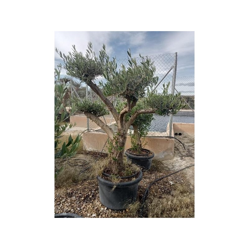 OLEA EUROPAEA POMPON C-100L