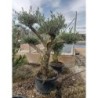 OLEA EUROPAEA POMPON C-100L