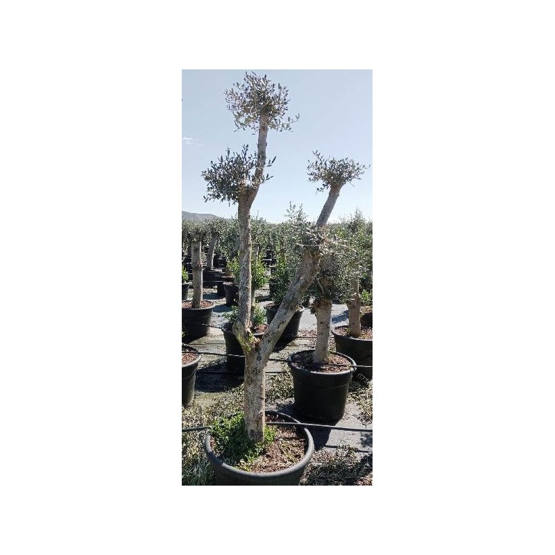 OLEA EUROPAEA POMPON C-65L