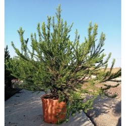 OZOTHAMNUS ROSMARINIFOLIUS...