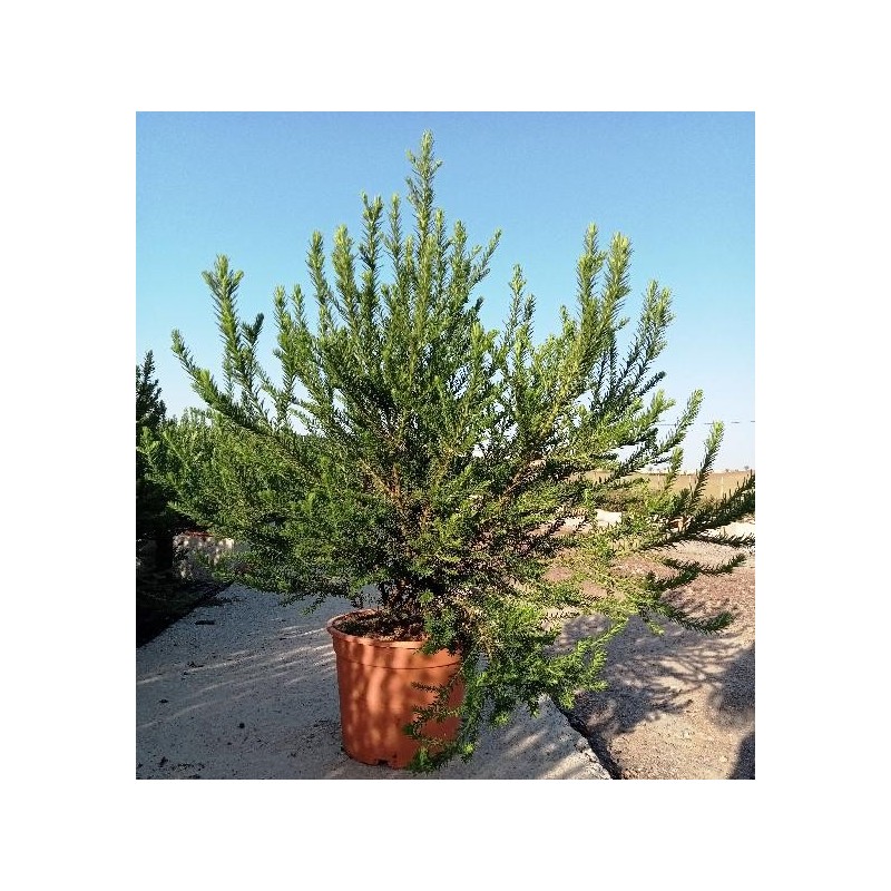 OZOTHAMNUS ROSMARINIFOLIUS C-5L