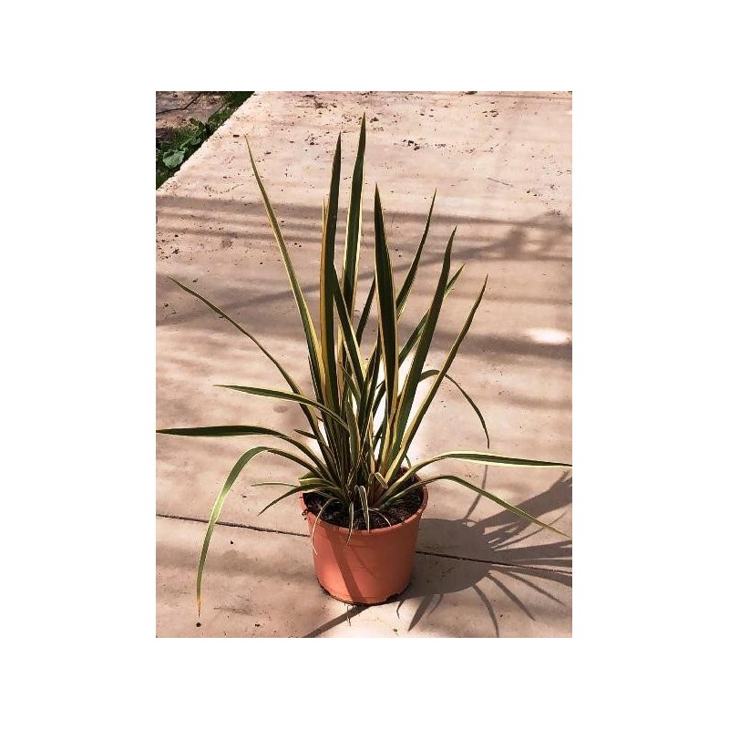 PHORMIUM TENAX VARIEGATA C-5L