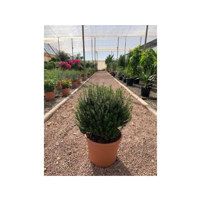 PIMELEA FERRUGINEA C-10L