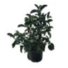 VIBURNUM LUCIDUM C-22