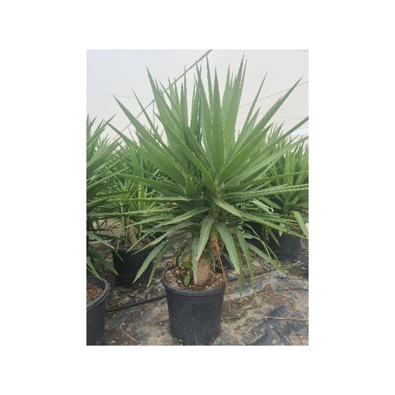 YUCCA ELEPHANTIPES (2/4 RAMAS) C-30