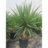 YUCCA ELEPHANTIPES (2/4 RAMAS) C-30