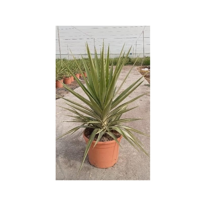 YUCCA ELEPHANTIPES JEWEL C-10L (1 PLANTA)