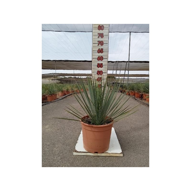 YUCCA ROSTRATA C-5L